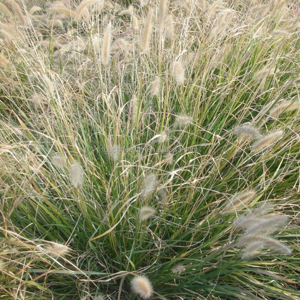 2021 Top quality Pennisetum clandestinum grass seeds