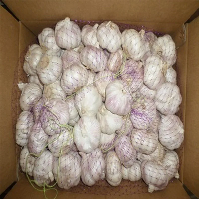 
Knoblauch knoflook czosnek Ail Aglio to fresh garlic importers China 