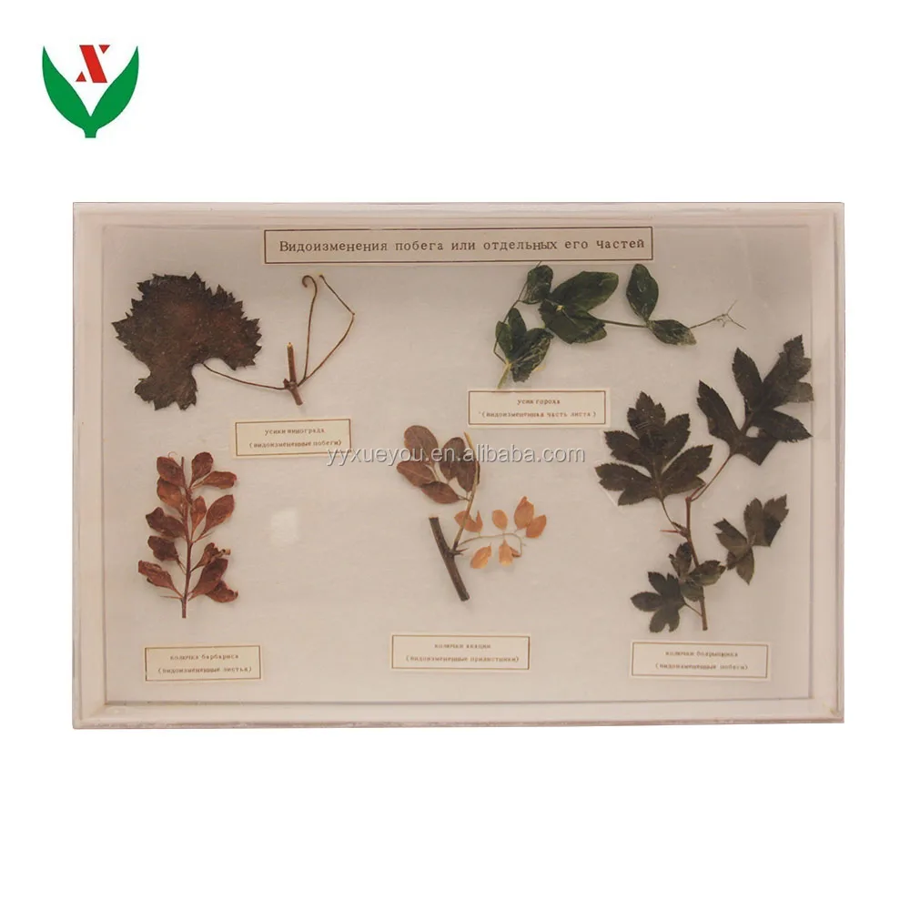Leaf Representations Herbarium School lab Class specimen Teaching Aids Learning