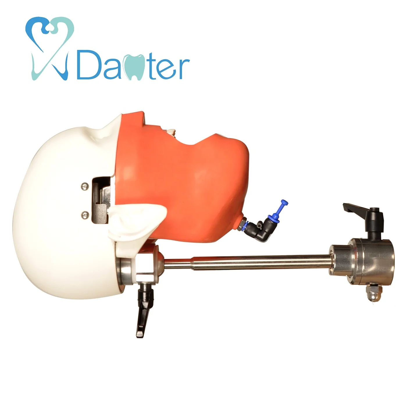 2018 High Quality Bench Mounted Phantom Head  Model Simple Manikin Kit for Dentist Education