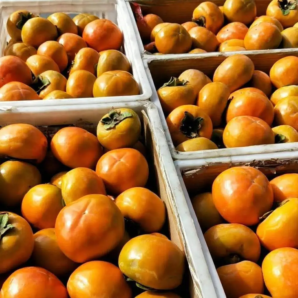 Superior fresh persimmon