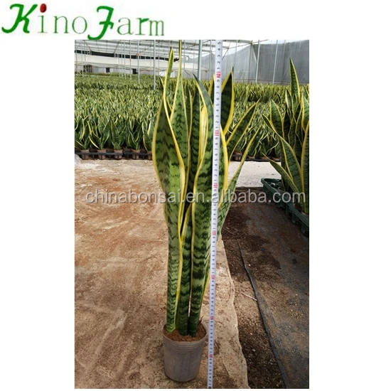 Wholesale Sansevieria Trifasciata Snake Plant