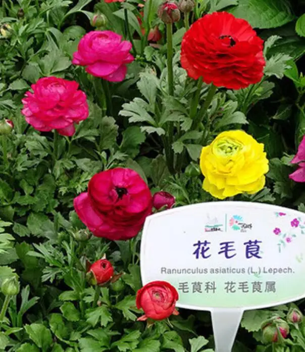 Hua mao gen natural roots Ranunculus asiaticus bulbs for planting