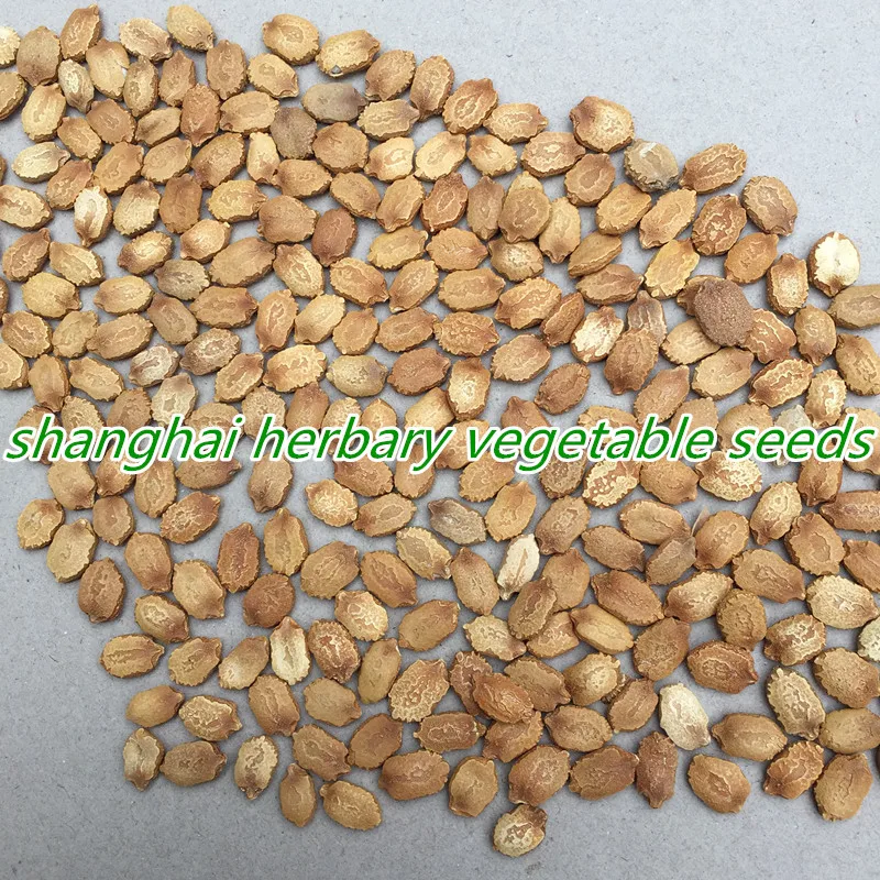 2021 Fresh Hybrid Bitter Melon Seed For Sowing