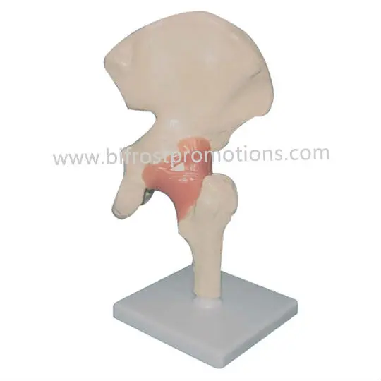 Hip Joint with Ligament Model