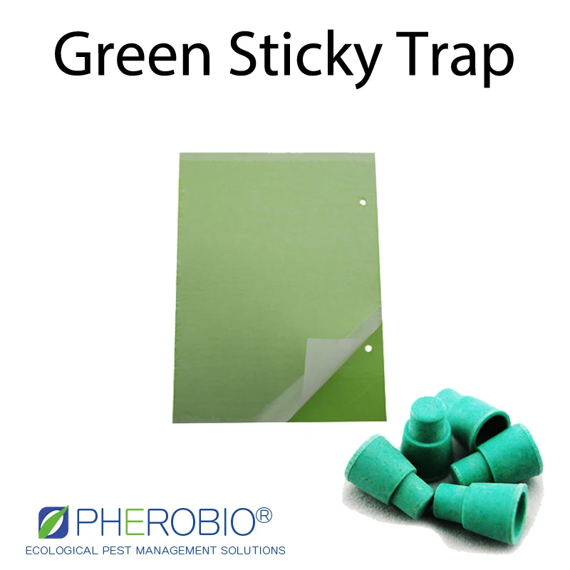 
Smaller green leafhopper Empoasca pirisuga pheromone lure pheromone trap 