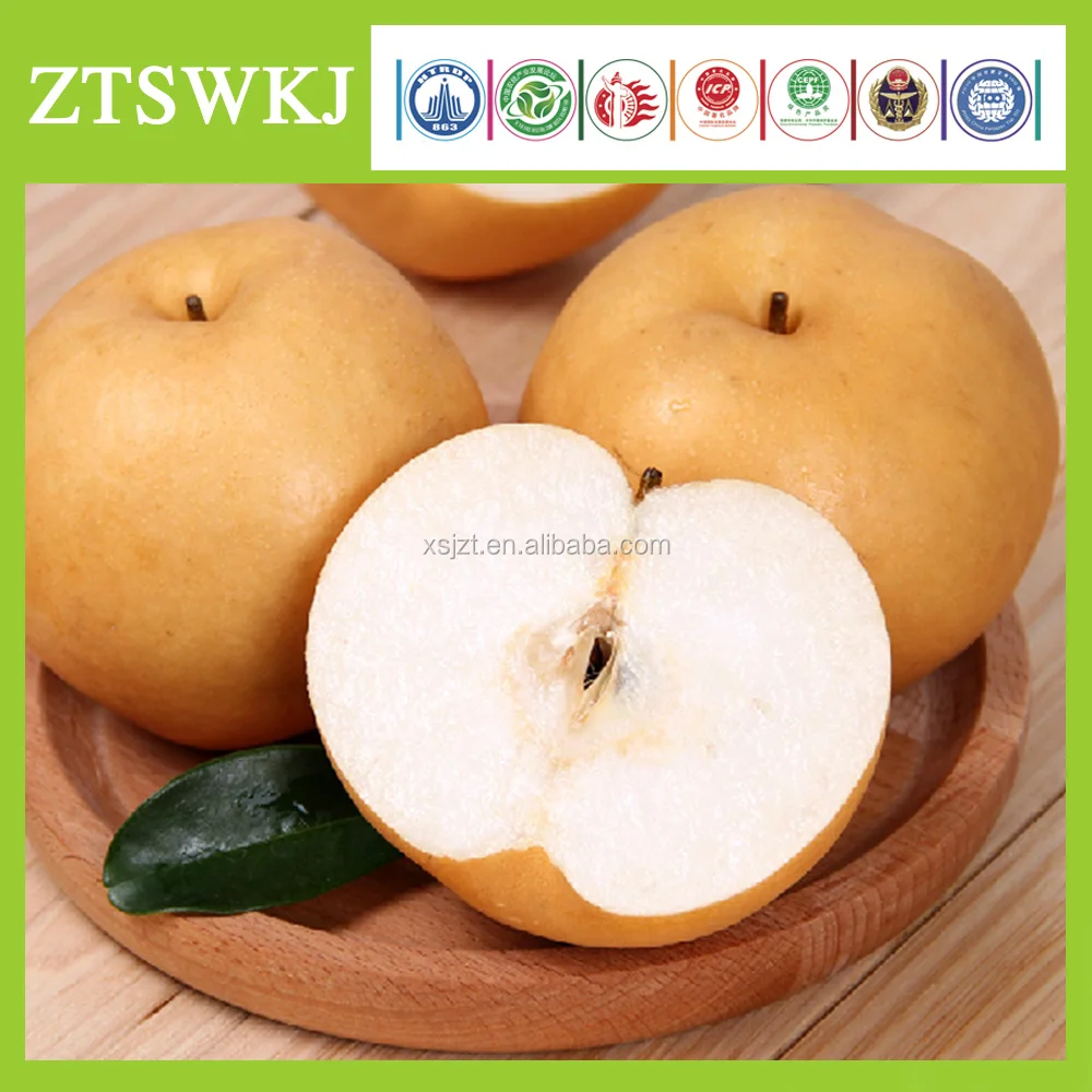 ZHOUTIAN High Production Big Yellow Pears