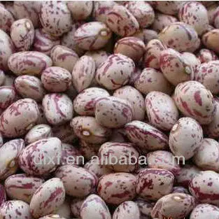 2013 crop purple speckled Kidney beans