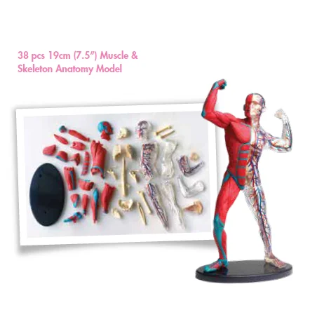 Gelsonlab HSBM-323 38 pcs 19cm  Muscle and Skeleton Anatomy Model Human Body Muscle Model Human Muscle Model