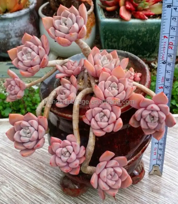 Оптовая продажа, дешевые суккуленты Echeveria Pretty в розовом бонсай, живые суккуленты, низкая цена, акция, распродажа