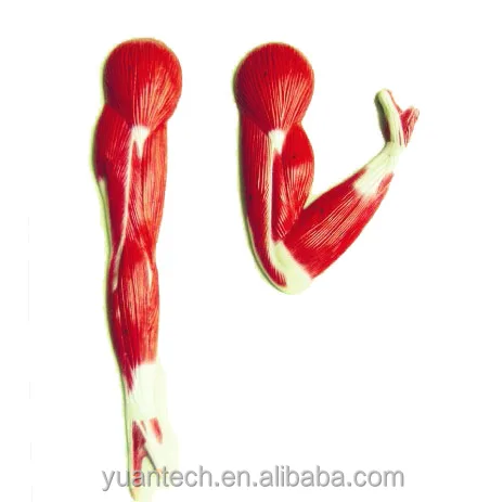 Human Muscles of the Arm 2 Parts Anatomical Plastic Model Toy