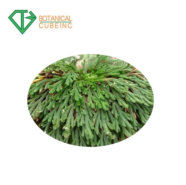 100% Pure Selaginella tamariscina Extract for Amentoflavone powder