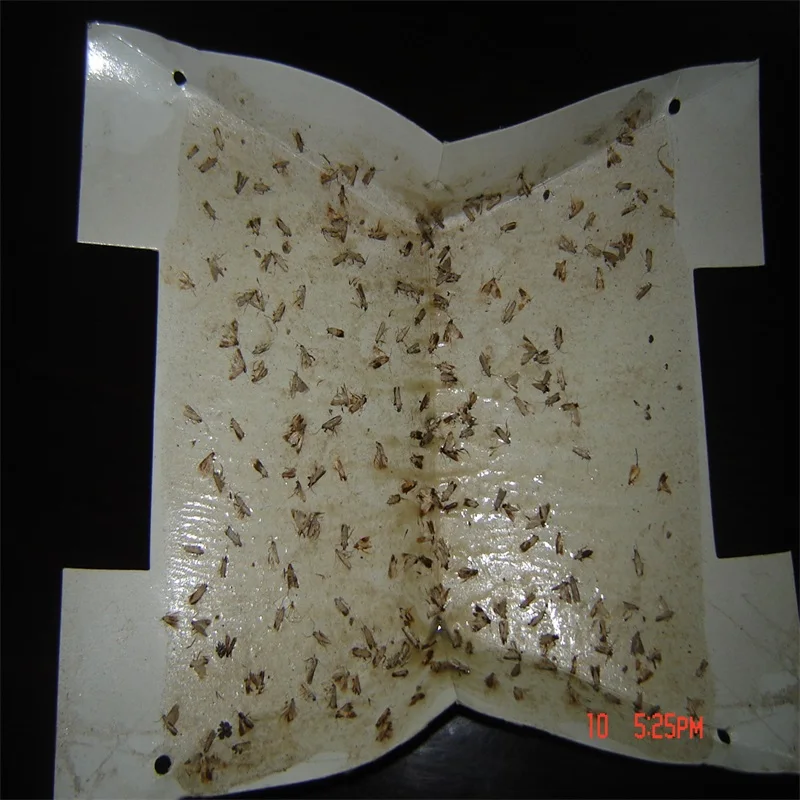 insect pheromone for pantry moth trap&Plodia interpunctella (India meal moth), insect trap for pest control
