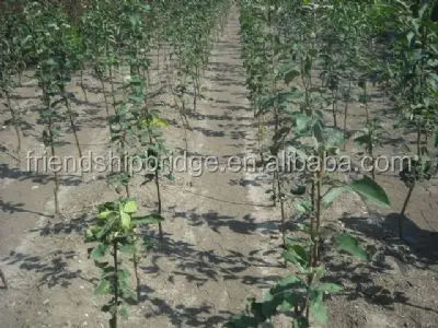 Разновидности саженцев фруктовых деревьев груши из китайской фермы по низкой цене на продажу