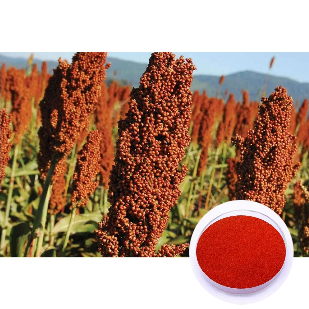Price of Natural Pigment Red Color Red Sorghum Seed Plant Extract
