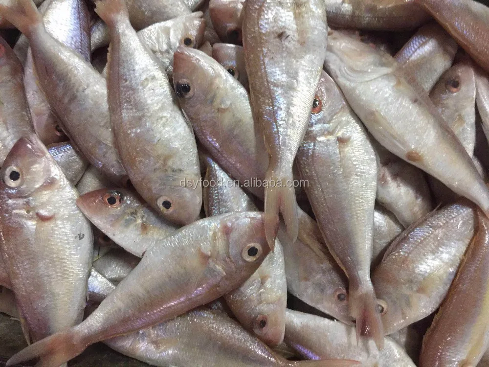 Frozen threadfin bream best price for sale