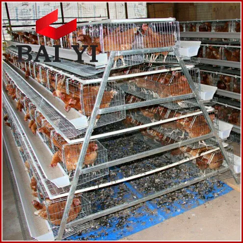 Wholesale Battery Chicken Coops and Equipment Poultry Algeria