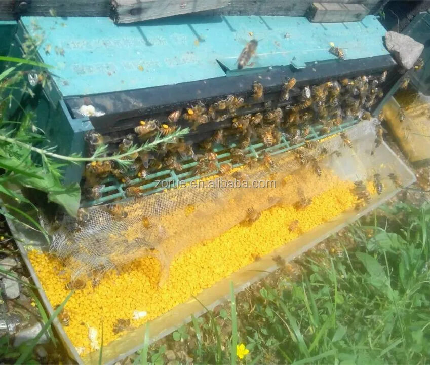 Натуральный цветок рапса съедобная пчелиная пыльца