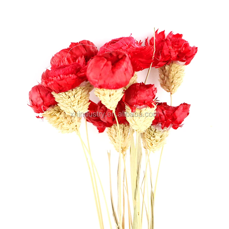 Popular Dried Strawflower Europe Colorful Helichrysum Bracteatum Straw Flower Dried Decorative Flowers & Wreaths Graduation