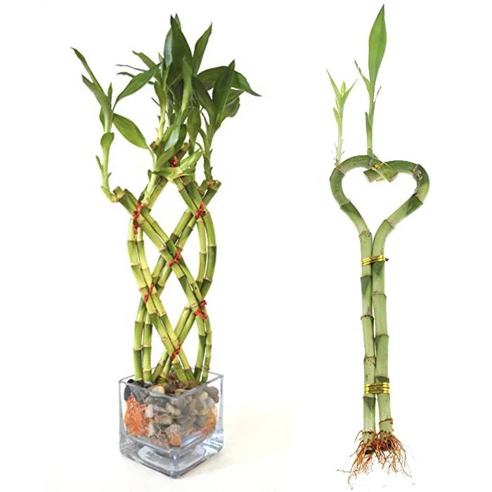 Special shaped lucky bamboo dracaena plant for sale