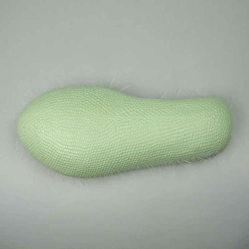 
Biology Teaching Aids Anatomical Paramecium Model 