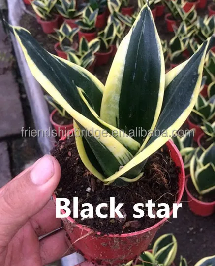 
new Sansevieria black star 