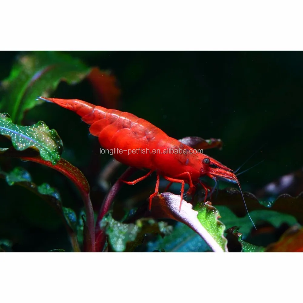 Горячая Распродажа 2018, красная креветка, окрашенная в реальном времени
