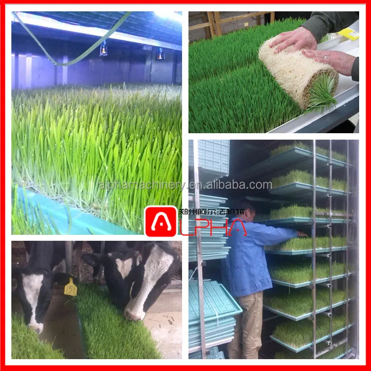 Hydroponic Automatic Barley fodder machine system / cattle green fodder growing machine / mung bean sprouts making machine