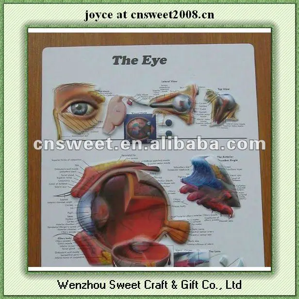 3d printing posters PVC poster with anatomical picture