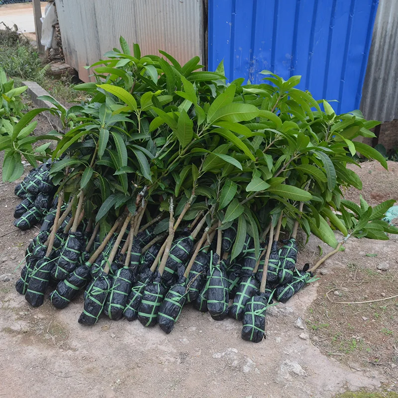 
Nature plant fruit tree Mango seedlings 