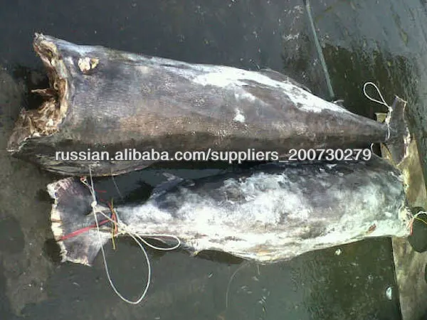 замороженного черного марлина рыбы