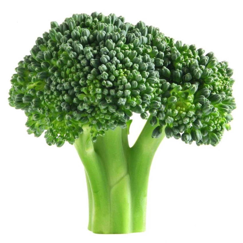 fresh natural broccoli seeds