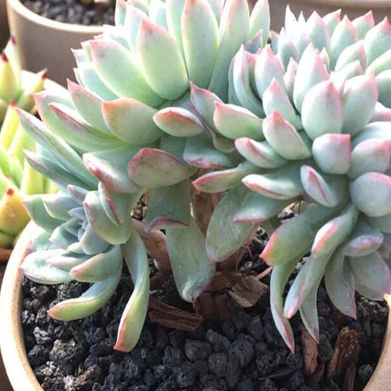 Barbecue Volcanic rock/lava stone/pumice stone grill