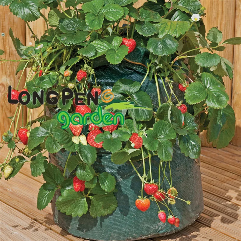 Use Strawberry Growing Bag in Strawberry Growing Season to Plant Strawberries from Seeds