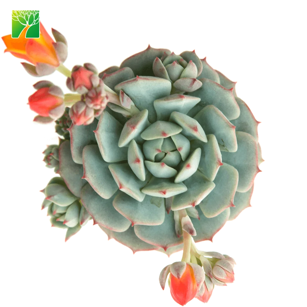 7-10 см высота, низкая вода, растительность для суккулентов, эферия derenbergii окрашенная-леди