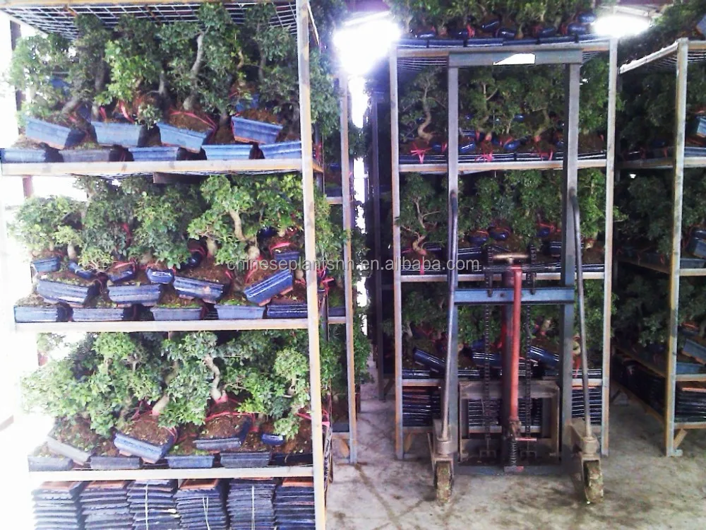 
Ficus microcarpa mini bonsai bonsai trees ficus bonsai s shape live plant indoor plant 