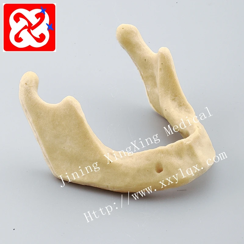 Drilling practice implant model jaw