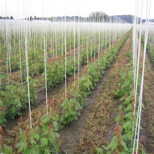 Best selling pointed end FRP nursery stake with super bending