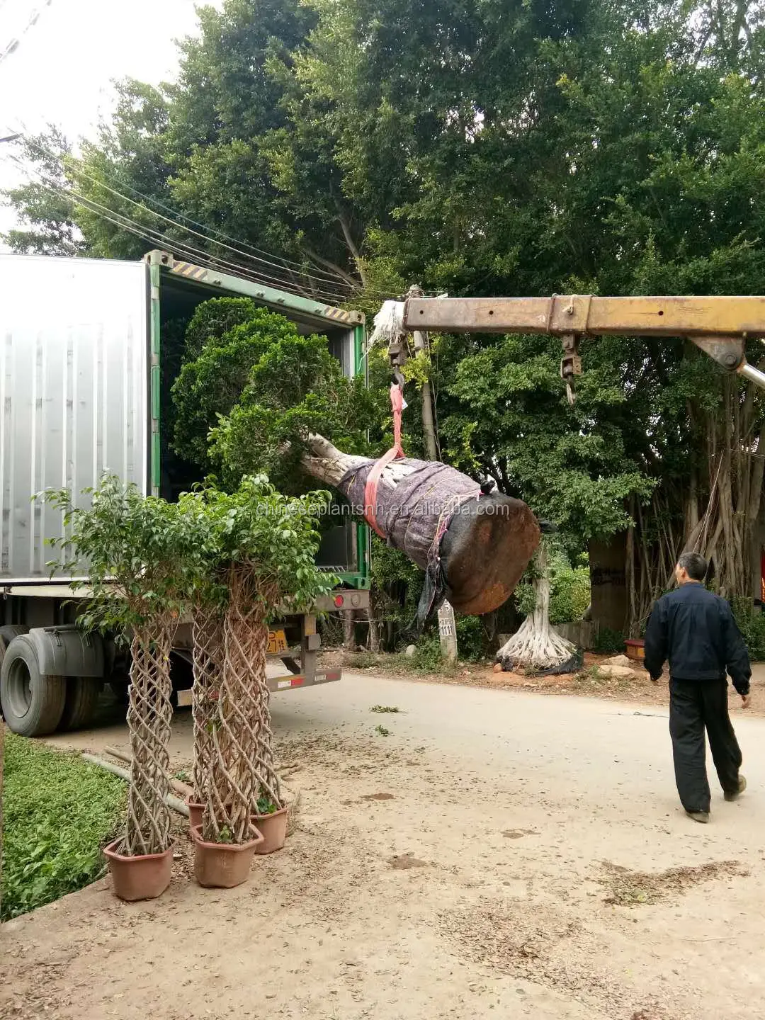 
Outdoor pants Big ficus tree ficus microcarpa bonsai 