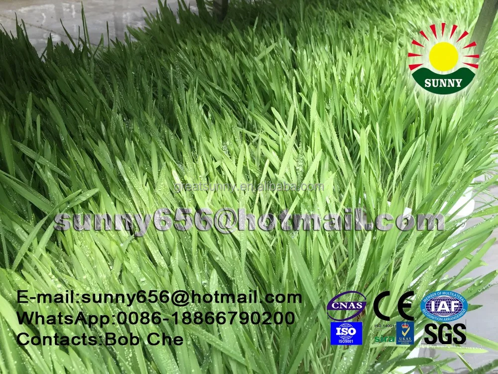 cow farm equipment 1000kg fodder machine / hydroponic fodder systems/ grain bud sprouting solution for cattle fodder