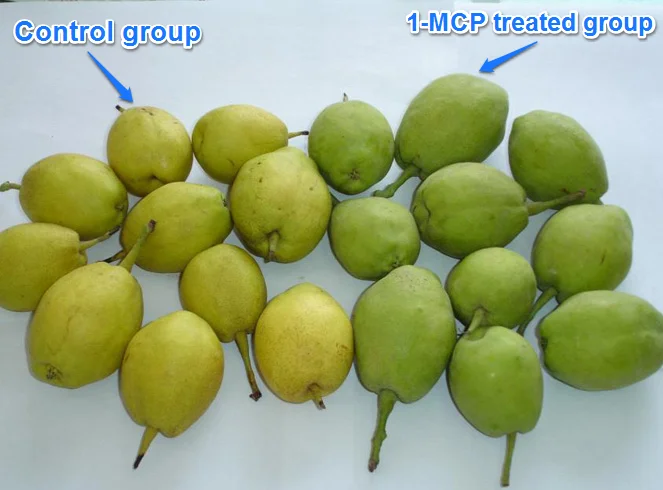 Delay fruit ripening product 1 MCP 1-methylcyclopropene 1-MCP 3.5%WP Sachet 1-MCP Price