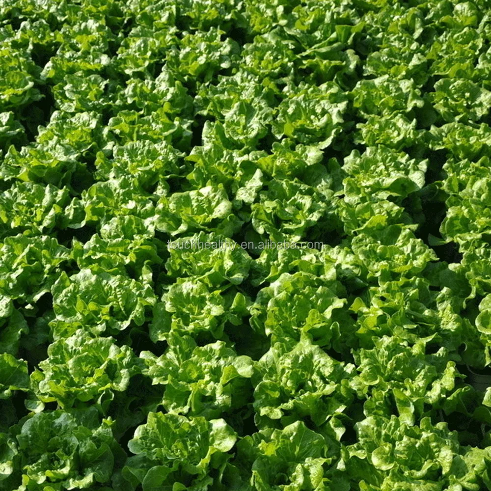 Поставка Touchhealthy, свежие семена айсберга, Семена Салата/Семена Салата, цена 20 грамм/пакет