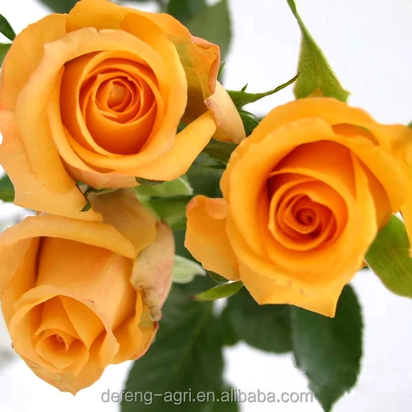 High quality fresh cut flower rose for wedding decoration fresh flower