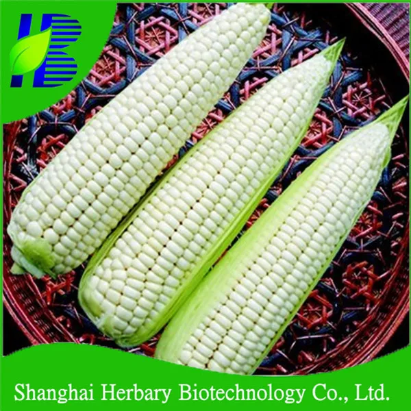 High Yield Chinese Hybrid Bulk Incredible Sweet Corn Seed For Cultivation