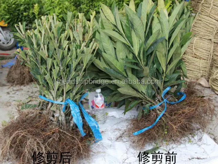 Low price China Loquat fruit tree seedling