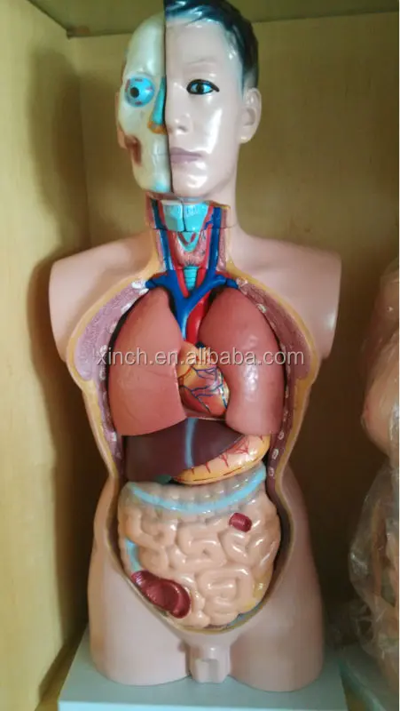 85CM half body male torso mannequin 19 Parts