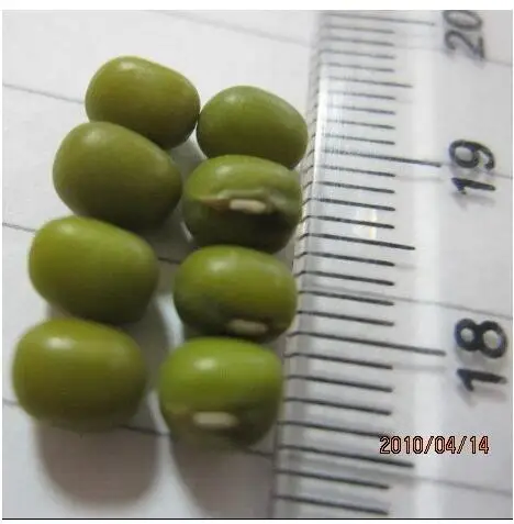 green mung beans hps for food
