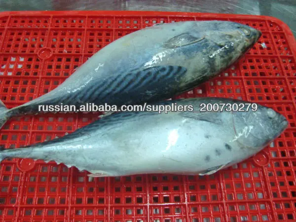 замороженные скумбрии тунца