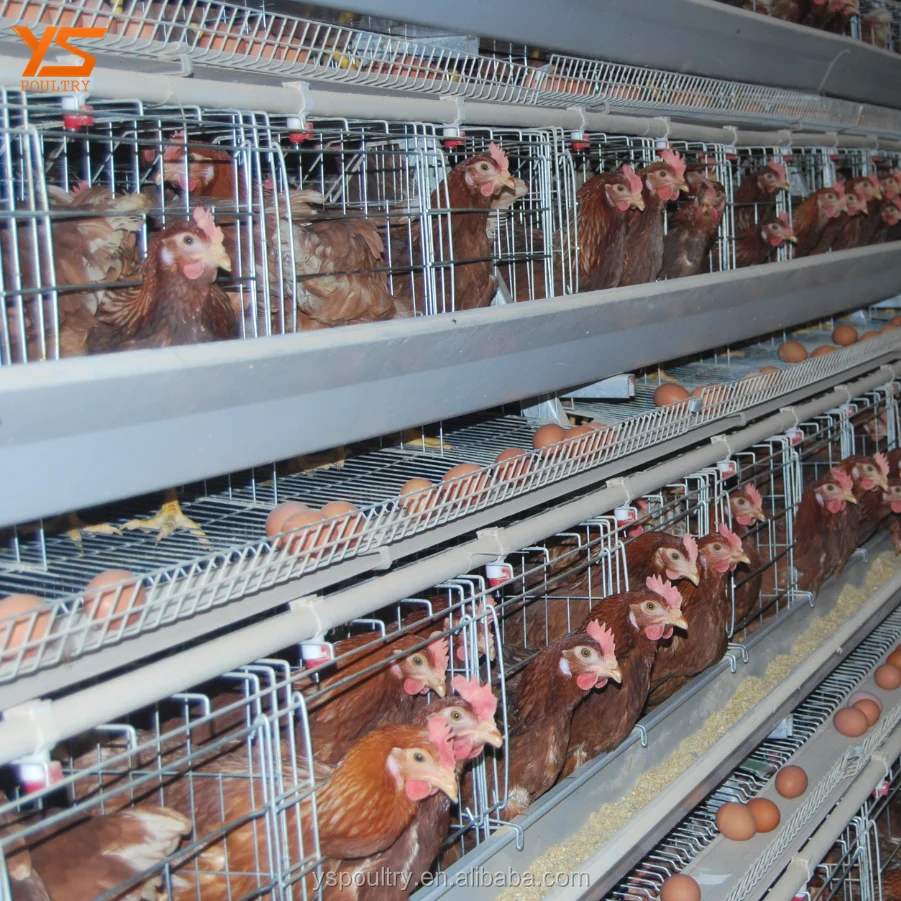 
Layer Chicken Automatic Egg Collect Machine for Poultry Farm Equipment 