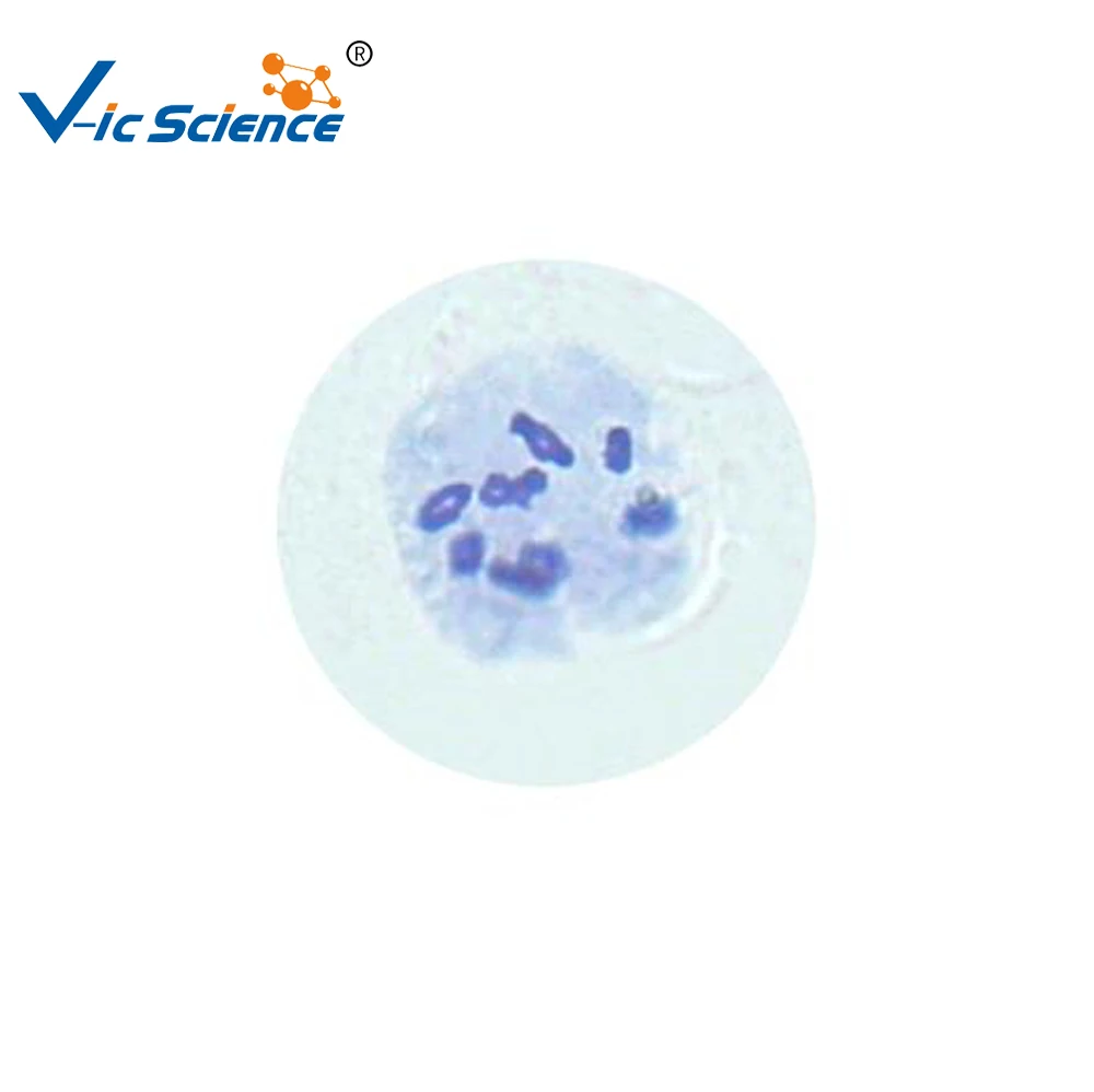 
Teaching or researching 12 pcs cell biology meiosis slides set 